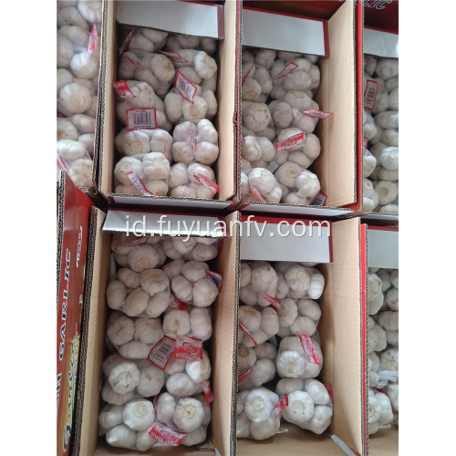 5,5cm bawang putih putih normal